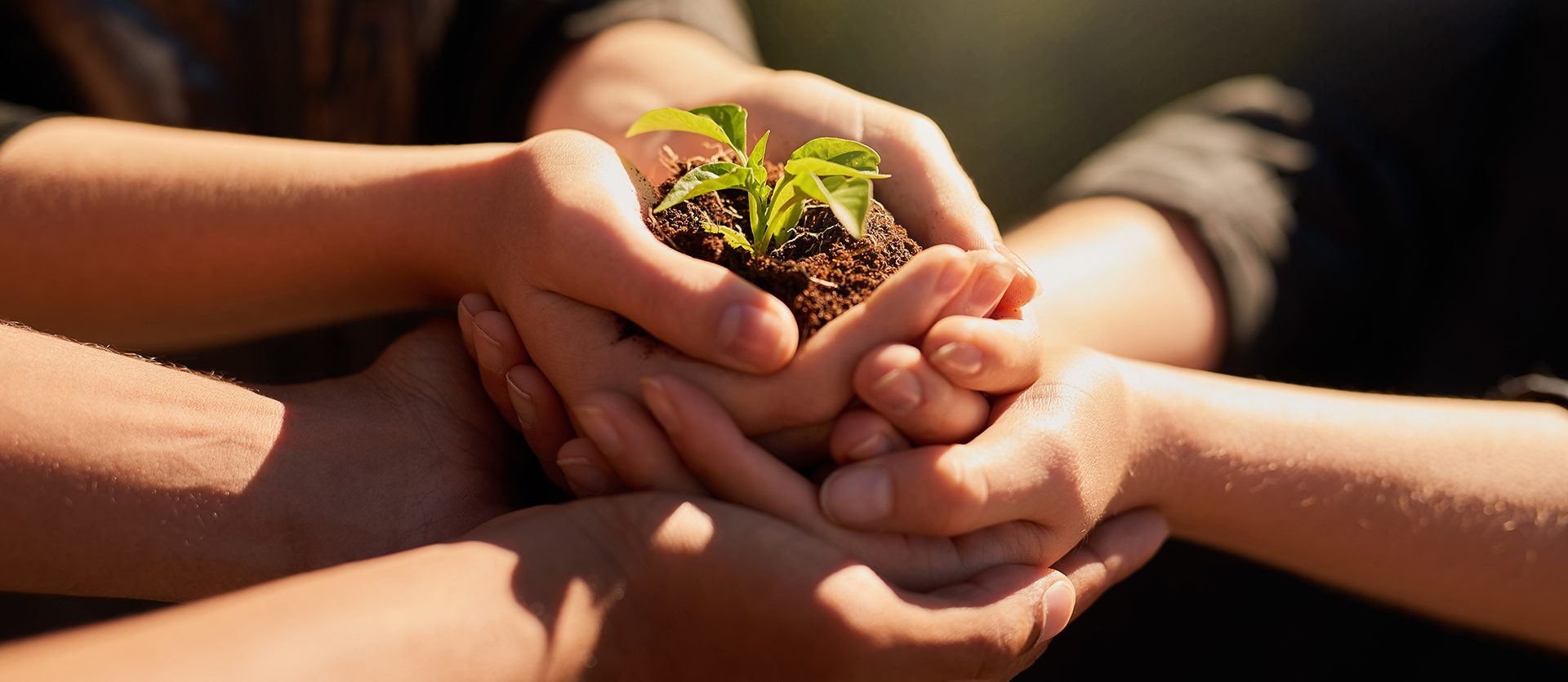 Multiple people holding small plant with hands